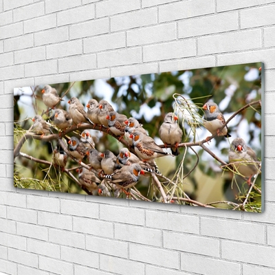 Acrylglasbilder Vögel Tiere