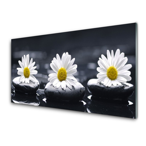 Acrylglasbilder Gänseblümchen Steine Pflanzen