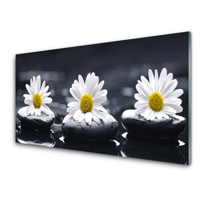 Acrylglasbilder Gänseblümchen Steine Pflanzen