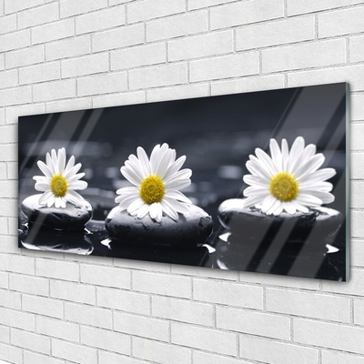 Acrylglasbilder Gänseblümchen Steine Pflanzen