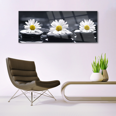 Acrylglasbilder Gänseblümchen Steine Pflanzen