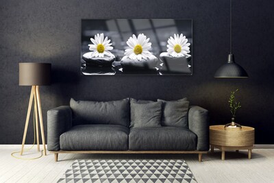 Acrylglasbilder Gänseblümchen Steine Pflanzen