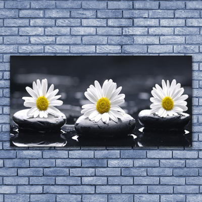 Acrylglasbilder Gänseblümchen Steine Pflanzen