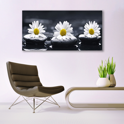 Acrylglasbilder Gänseblümchen Steine Pflanzen