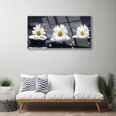Acrylglasbilder Gänseblümchen Steine Pflanzen