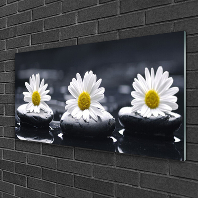 Acrylglasbilder Gänseblümchen Steine Pflanzen