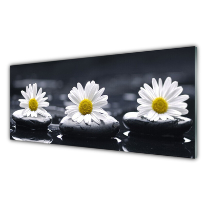 Acrylglasbilder Gänseblümchen Steine Pflanzen