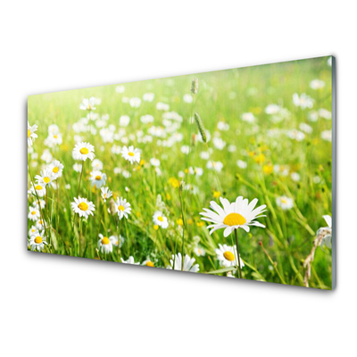 Acrylglasbilder Wiese Gänseblümchen Natur