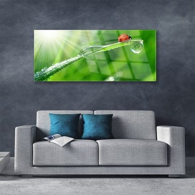 Acrylglasbilder Gras Sonne Marienkäfer Natur