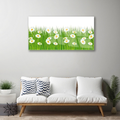 Acrylglasbilder Gras Gänseblümchen Natur