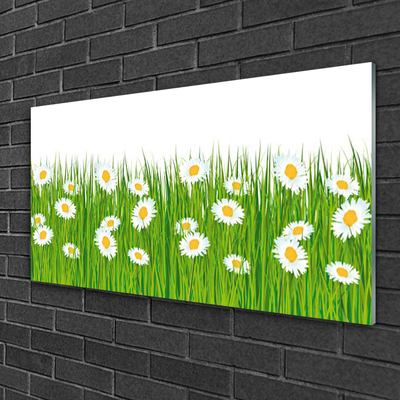 Acrylglasbilder Gras Gänseblümchen Natur