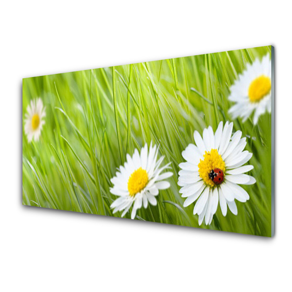 Acrylglasbilder Gras Gänseblümchen Natur