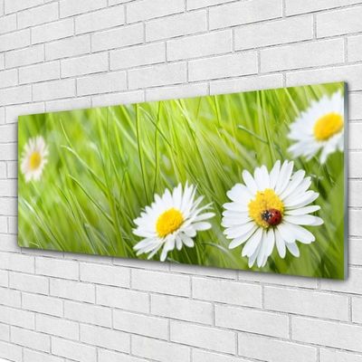 Acrylglasbilder Gras Gänseblümchen Natur