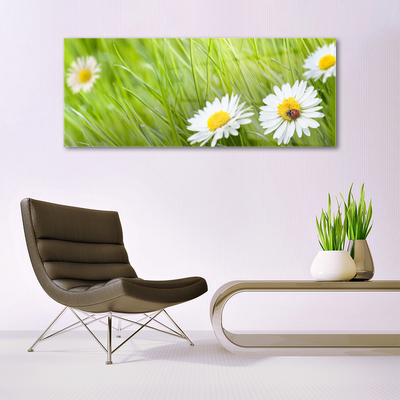 Acrylglasbilder Gras Gänseblümchen Natur