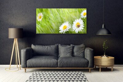 Acrylglasbilder Gras Gänseblümchen Natur