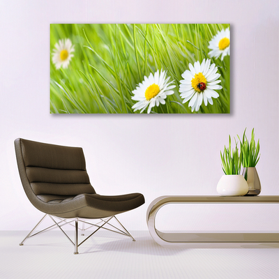 Acrylglasbilder Gras Gänseblümchen Natur