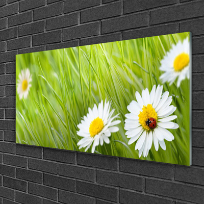 Acrylglasbilder Gras Gänseblümchen Natur