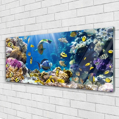 Acrylglasbilder Korallenriff Natur
