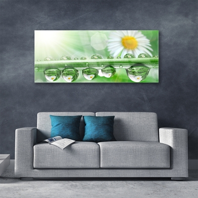 Acrylglasbilder Tau Blatt Gänseblümchen Natur
