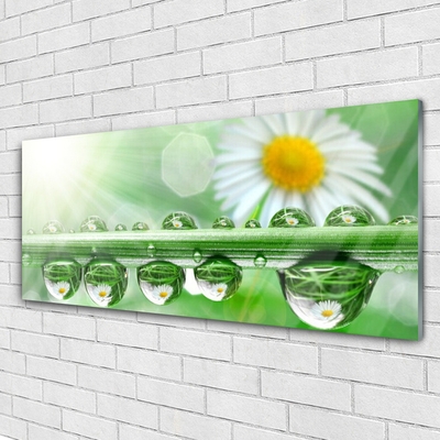 Acrylglasbilder Tau Blatt Gänseblümchen Natur