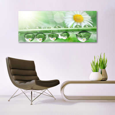 Acrylglasbilder Tau Blatt Gänseblümchen Natur