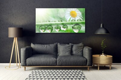 Acrylglasbilder Tau Blatt Gänseblümchen Natur