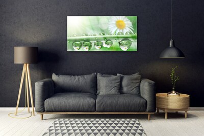 Acrylglasbilder Tau Blatt Gänseblümchen Natur
