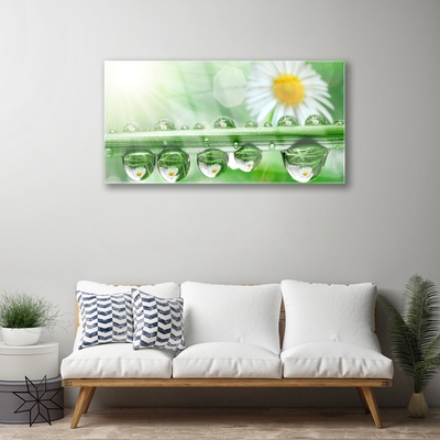 Acrylglasbilder Tau Blatt Gänseblümchen Natur
