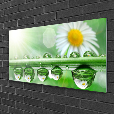 Acrylglasbilder Tau Blatt Gänseblümchen Natur