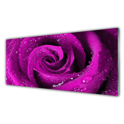 Acrylglasbilder Rose Pflanzen