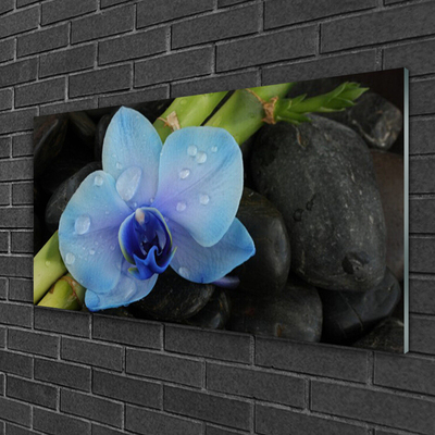 Acrylglasbilder Blume Steine Pflanzen