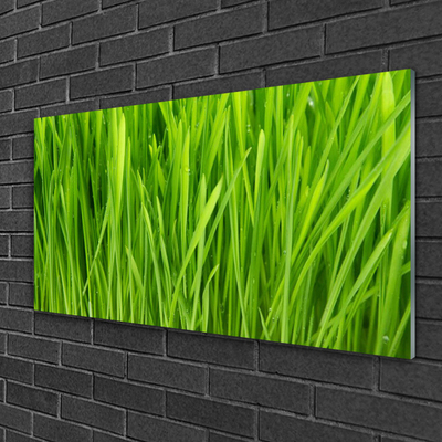 Acrylglasbilder Gras Pflanzen