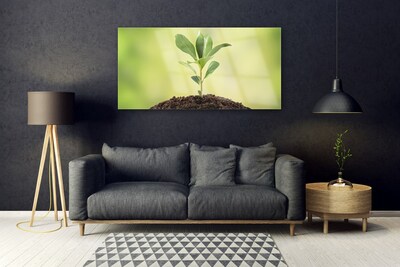 Acrylglasbilder Gewächs Pflanzen