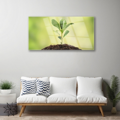 Acrylglasbilder Gewächs Pflanzen