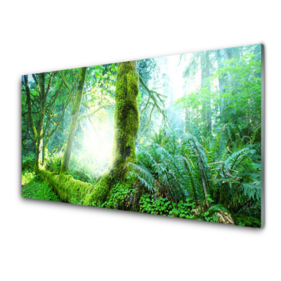 Acrylglasbilder Wald Natur