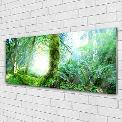 Acrylglasbilder Wald Natur