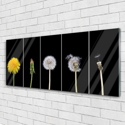 Acrylglasbilder Pusteblume Löwenzahn Pflanzen