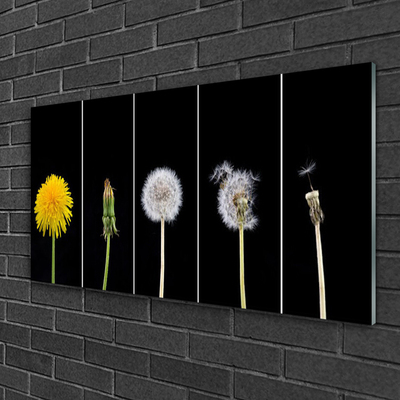 Acrylglasbilder Pusteblume Löwenzahn Pflanzen