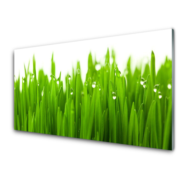 Acrylglasbilder Gras Natur