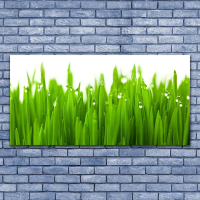 Acrylglasbilder Gras Natur