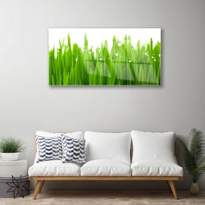 Acrylglasbilder Gras Natur