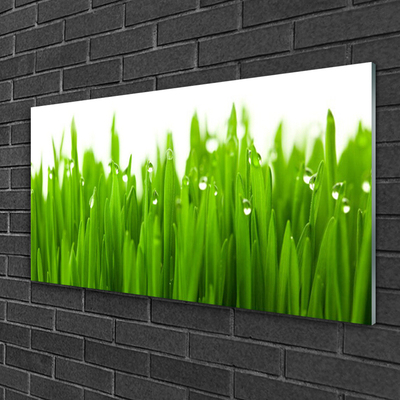 Acrylglasbilder Gras Natur