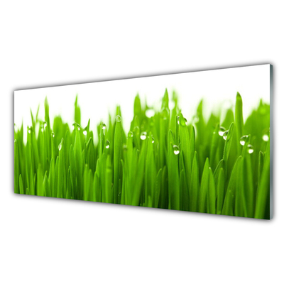 Acrylglasbilder Gras Natur