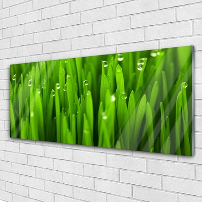 Acrylglasbilder Gras Natur
