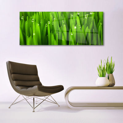 Acrylglasbilder Gras Natur