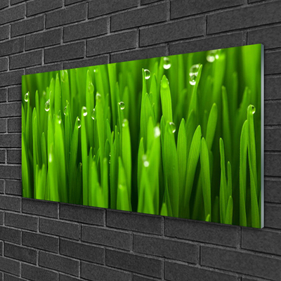 Acrylglasbilder Gras Natur