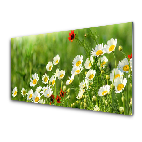 Glasbild aus Plexiglas® Gänseblümchen Natur