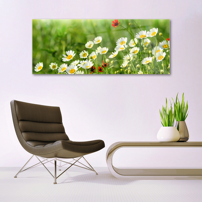 Glasbild aus Plexiglas® Gänseblümchen Natur