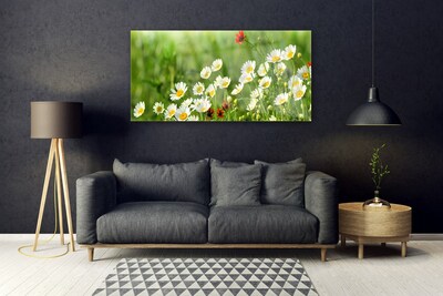 Glasbild aus Plexiglas® Gänseblümchen Natur