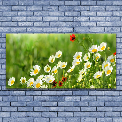 Glasbild aus Plexiglas® Gänseblümchen Natur